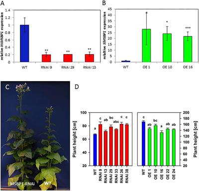 Brassinosteroids Affect the Symbiosis Between the AM Fungus Rhizoglomus irregularis and Solanaceous Host Plants